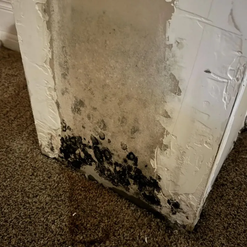 Professional Mold Removal in Hastings, MI